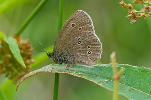 Ditch the slimy fabric softeners – nature’s got you covered
