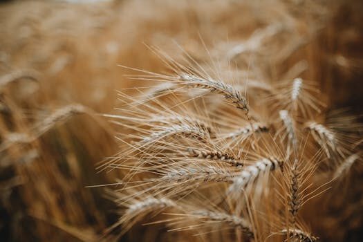 Fermented foods and probiotic supplements for healthier skin, better poops, and a stronger immune system