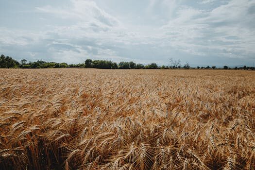 Fermented foods and probiotic supplements for healthier skin, better poops, and a stronger immune system