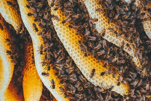 Organic honey for hyper wellness benefits