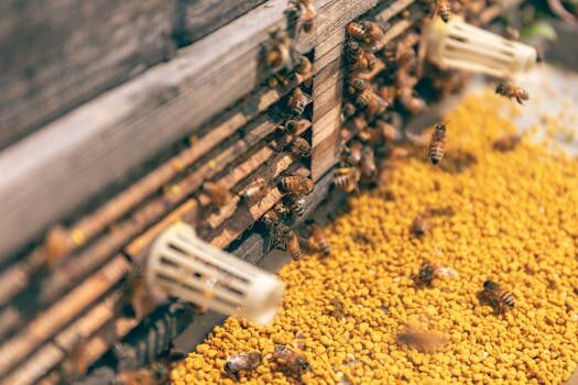 Organic honey for hyper wellness benefits