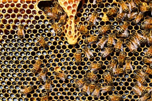 What is ethical honey and how can I find it?