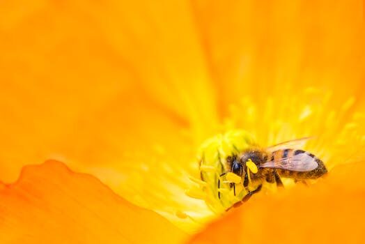 What is ethical honey and how can I find it?