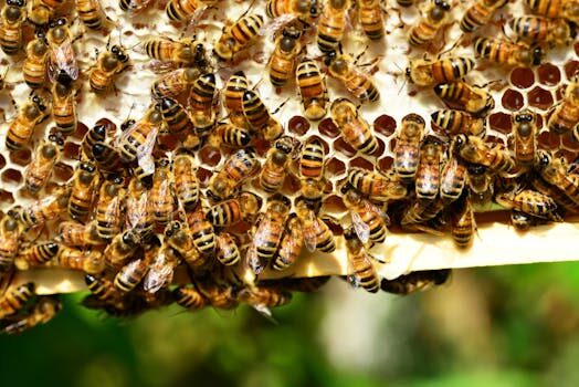 What is ethical honey and how can I find it?