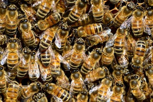 What’s killing our bees and how our choices can help