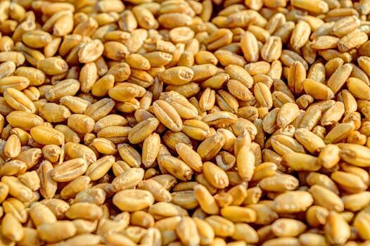 Whole grains vs. refined grains: why this easy swap matters