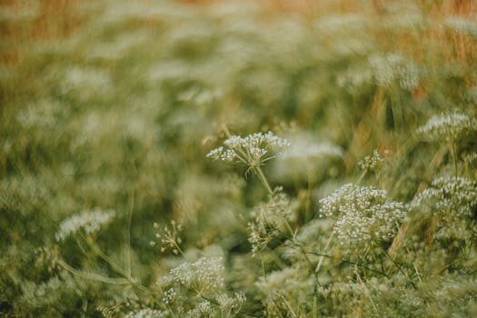 Why organic food is more expensive