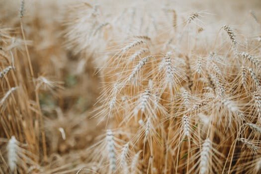 Why organic food is more expensive